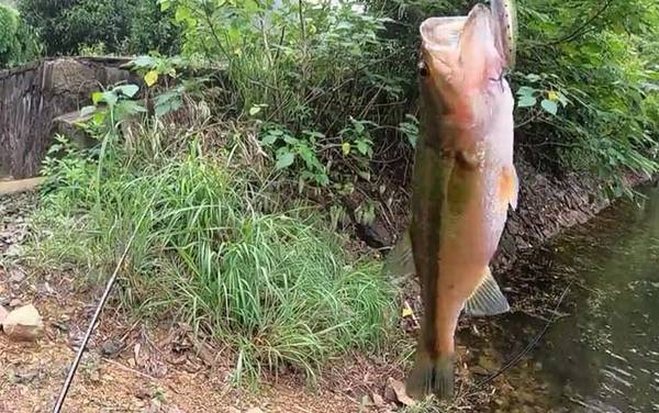 加州鲈鱼是海鲈鱼吗?