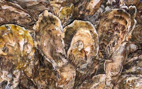 生蚝怎么处理干净?