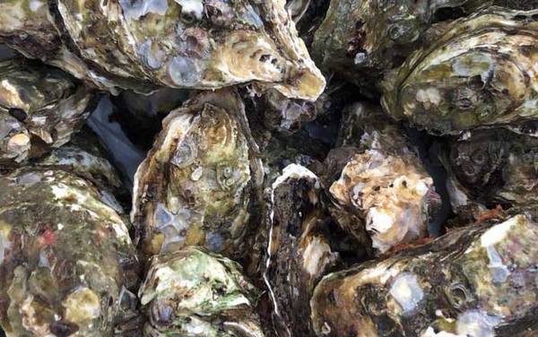 生蚝怎么处理干净?