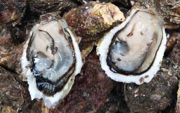 生蚝的做法蒸几分钟最好?