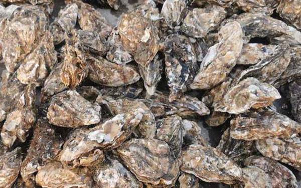 生蚝的做法蒸几分钟最好?