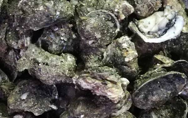 生蚝的做法蒸几分钟最好?