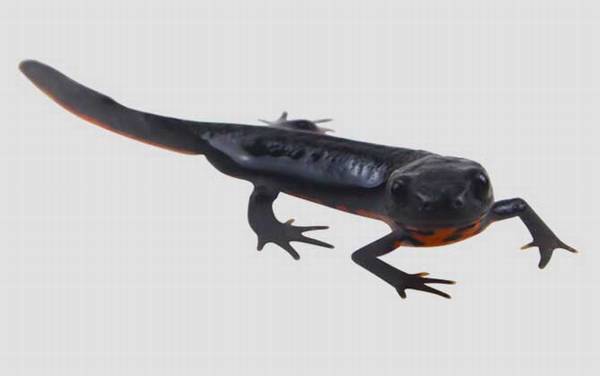 东方蝾螈是什么动物?