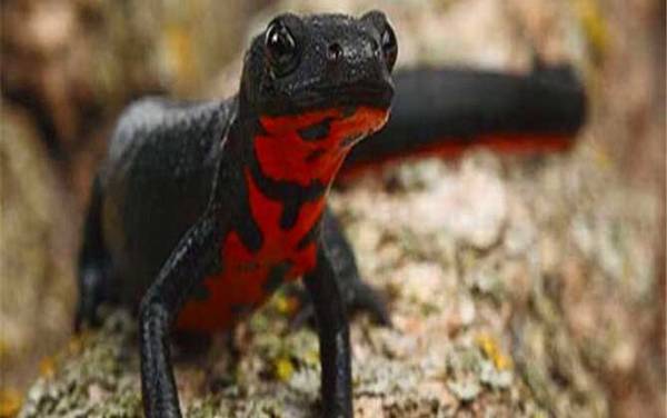 东方蝾螈是什么动物?