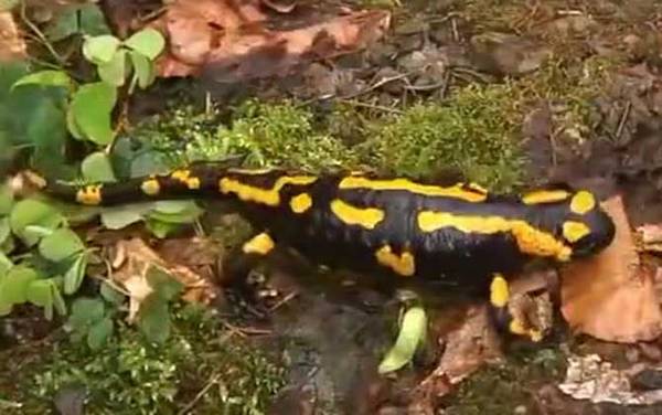 火蝾螈是什么动物?