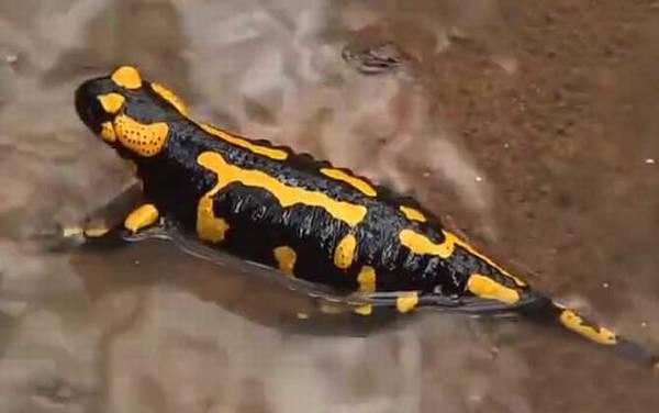 火蝾螈是什么动物?
