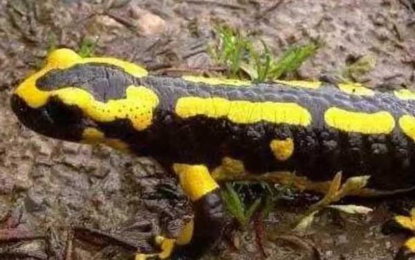 火蝾螈是什么动物?