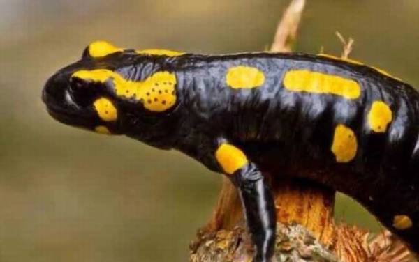 火蝾螈有什么危害?