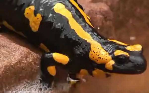 火蝾螈有什么危害?