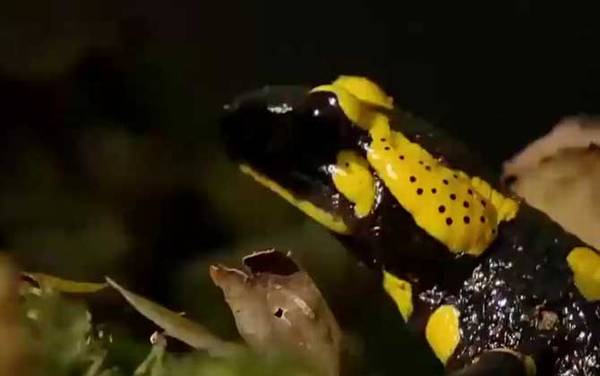 火蝾螈有什么危害?