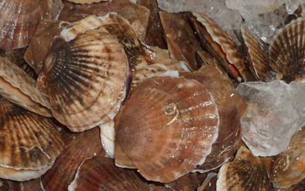 扇贝怎么清洗干净?