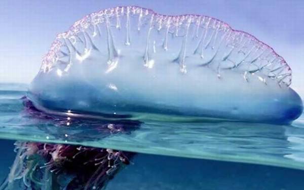 僧帽水母是什么动物?