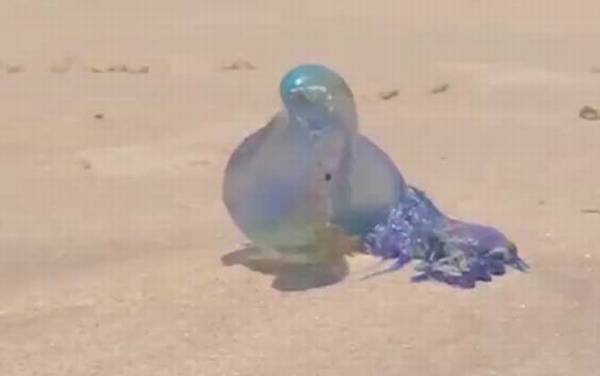 僧帽水母是什么动物?