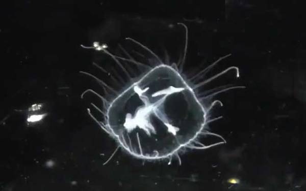 桃花水母是什么动物?