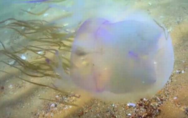 箱水母是什么动物?