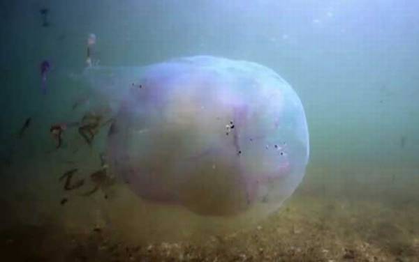 箱水母是什么动物?