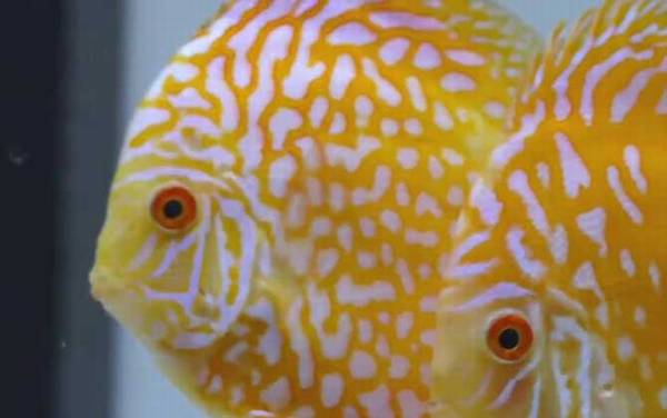 七彩神仙鱼是什么鱼?