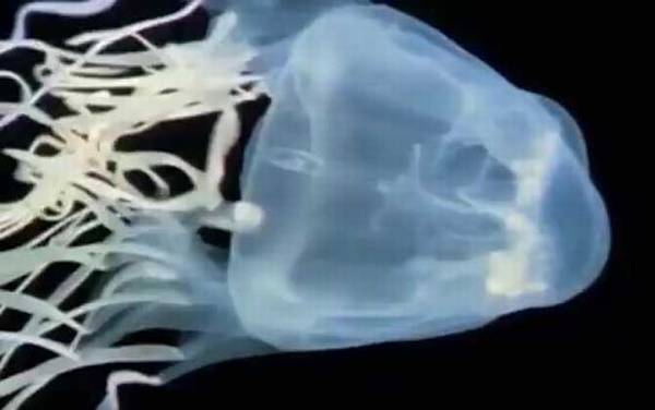 澳洲方水母的天敌是谁?