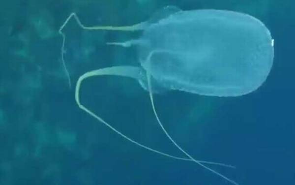 澳洲方水母的天敌是谁?