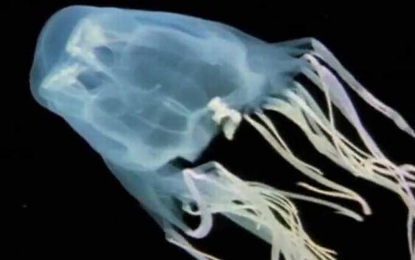 澳洲方水母的天敌是谁?