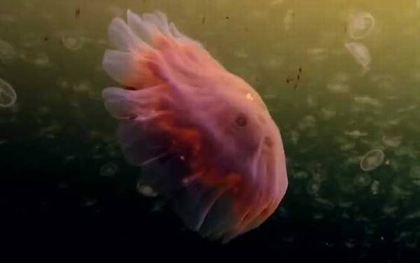 北极霞水母是什么动物?