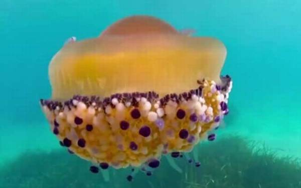 蛋黄水母是什么动物?