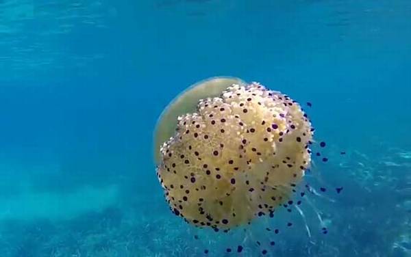 蛋黄水母是什么动物?