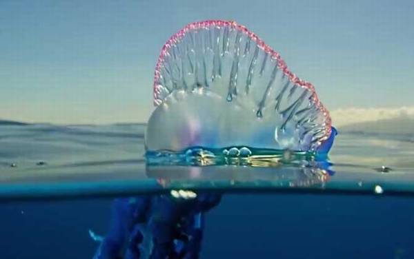 帆水母是什么动物?