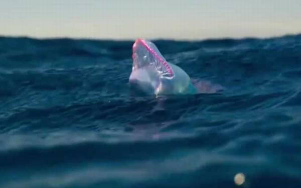 帆水母是什么动物?