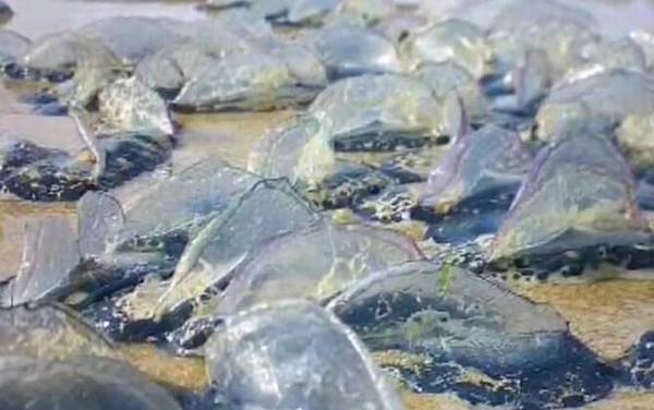 帆水母是什么动物?