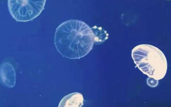 海月水母是什么动物?