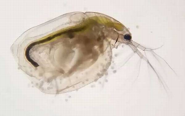 水蚤是什么动物?