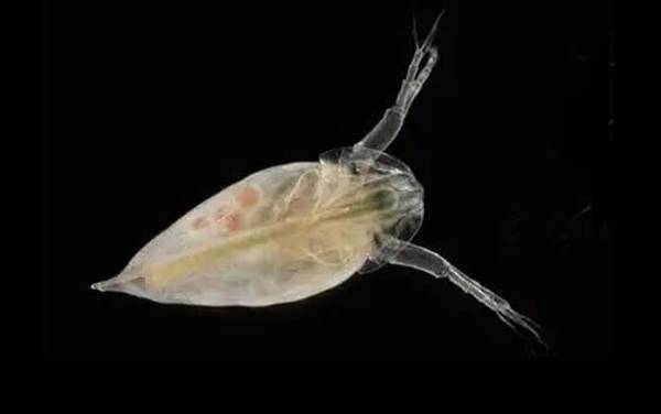 水蚤是什么动物?