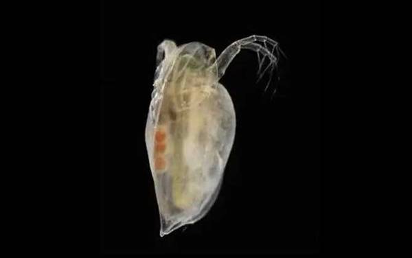 水蚤养殖及繁殖方法