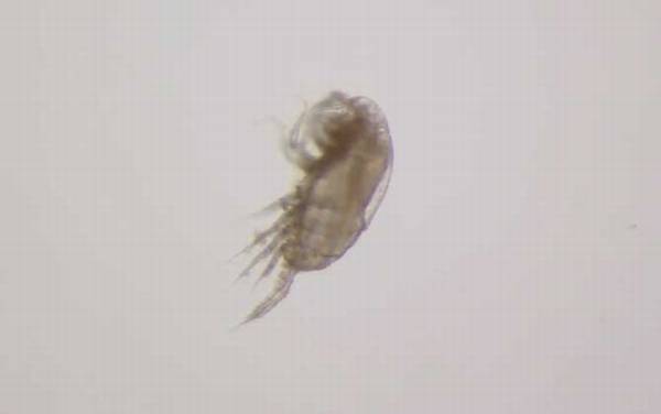 水蚤怎么养最好?