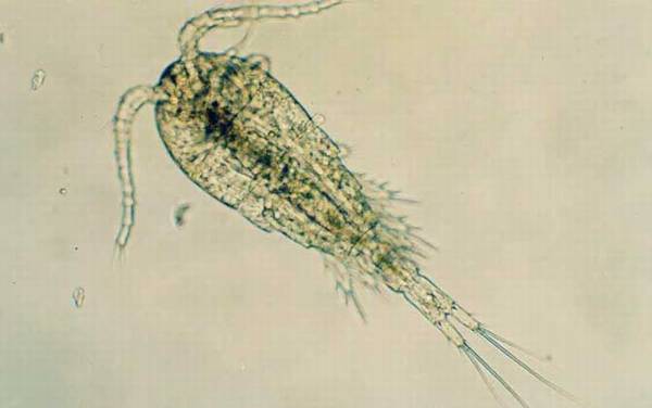 剑水蚤是什么动物?