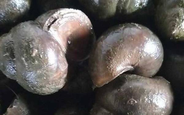 田螺吃什么食物?