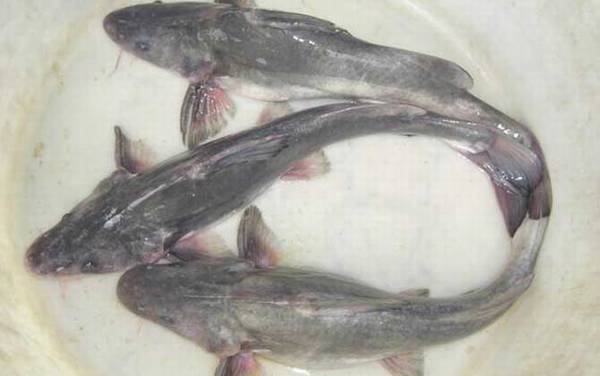 江团和鲶鱼哪个干净?