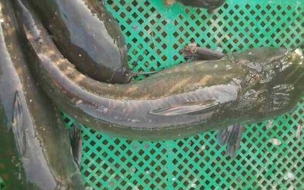 江团和鲶鱼有什么区别?