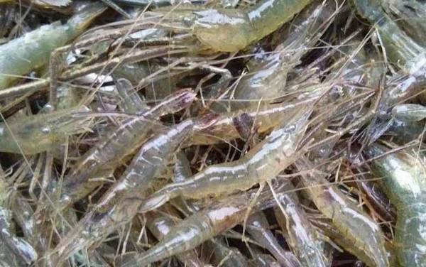 小虾吃什么食物?