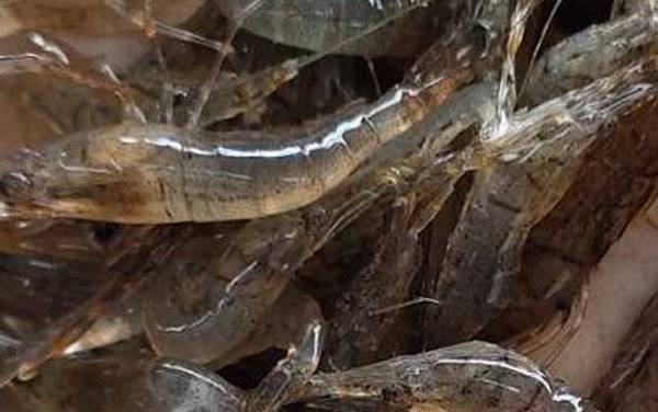 小虾吃什么食物?