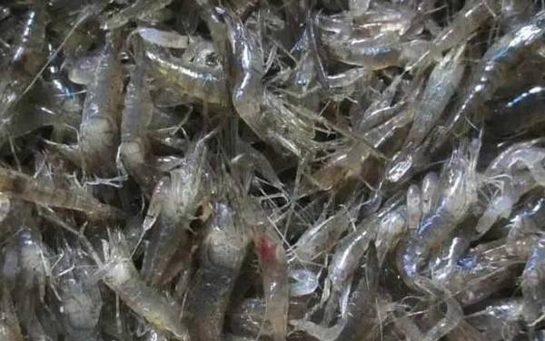 小虾吃什么食物?