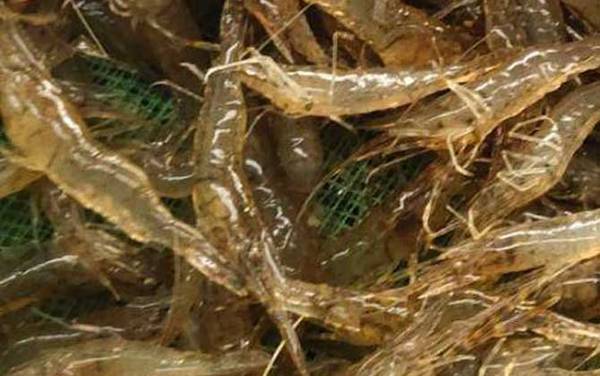 小虾吃什么食物?