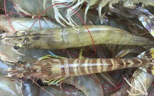 虾类依靠什么呼吸?