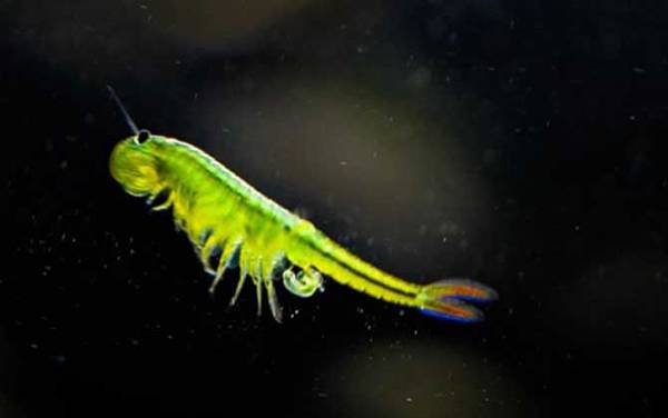 丰年虾是什么动物?