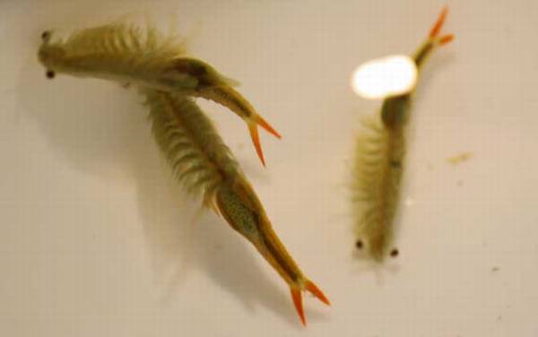 丰年虾是什么动物?