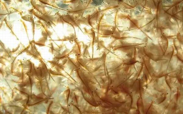 丰年虾卵孵化及养殖方法