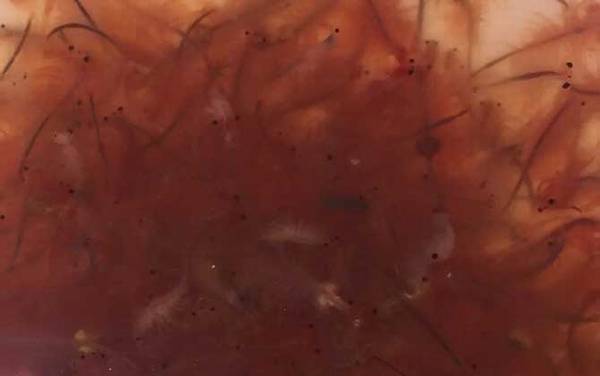 丰年虾卵孵化及养殖方法