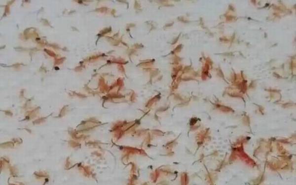 丰年虾卵孵化及养殖方法