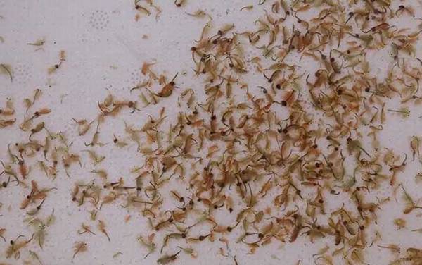 丰年虾卵孵化及养殖方法